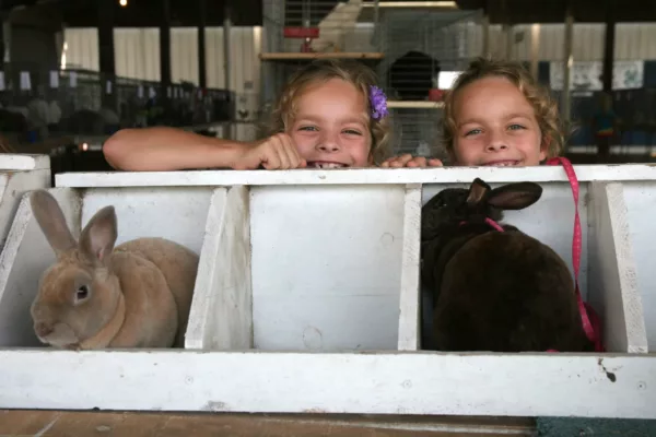 bunnies at the Tazewell County 4-H Fair